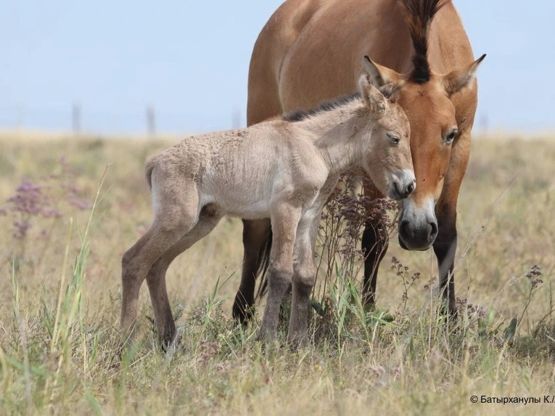 First Przewalski’s horse foal born in Kazakhstan First Przewalski’s horse foal born in Kazakhstan