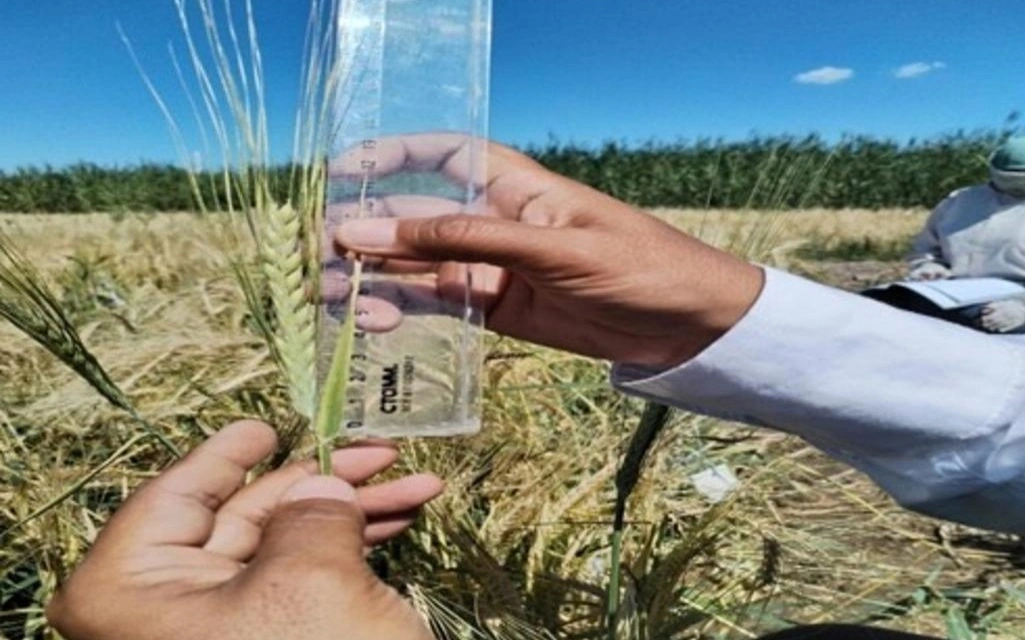 Отандық ғалымдар құрғақшылыққа төзімді арпаның жаңа сортын шығарды