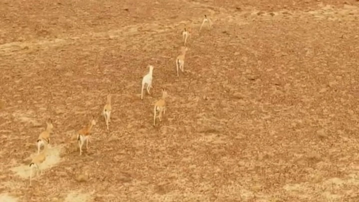 Rare light-colored goitered gazelle spotted in Charyn National Park