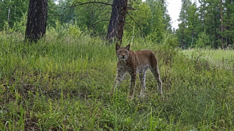Lynx caught on camera trap in Naurzum Nature Reserve