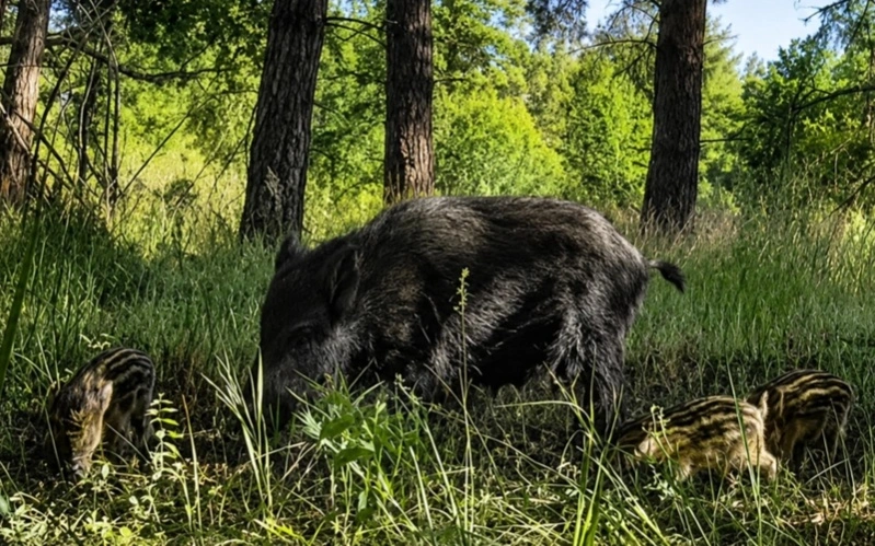 в