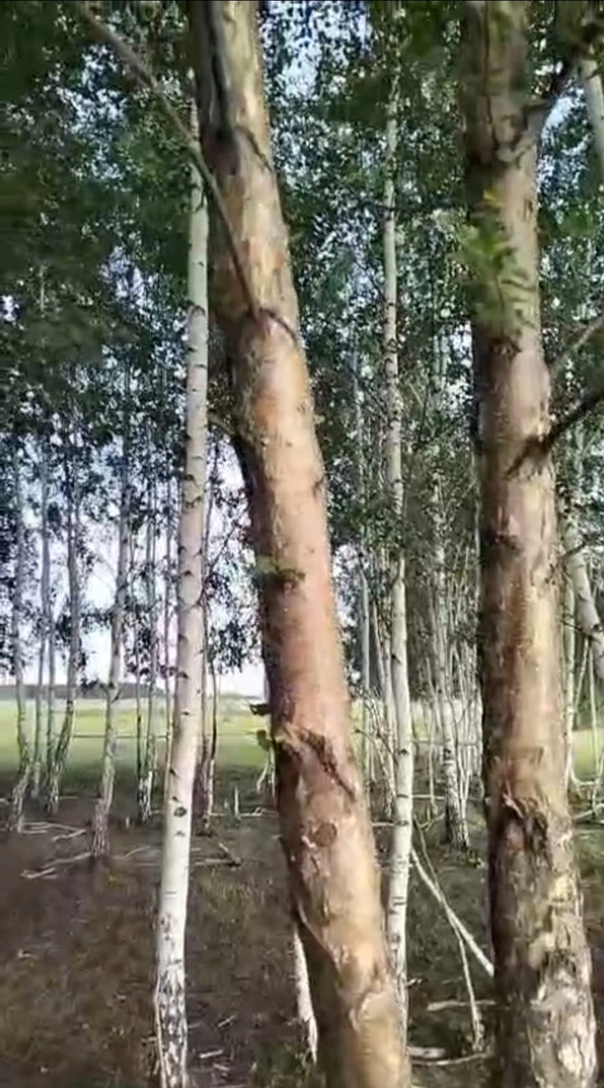 ы