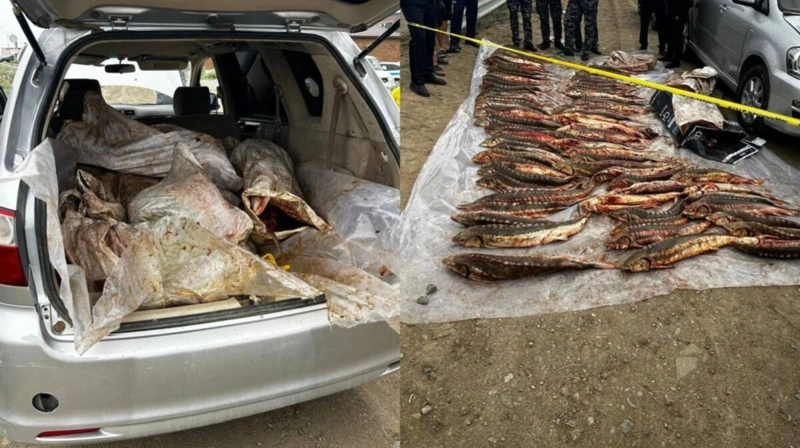 Двое жителей Атырау задержаны с 277 кг осетровой рыбы