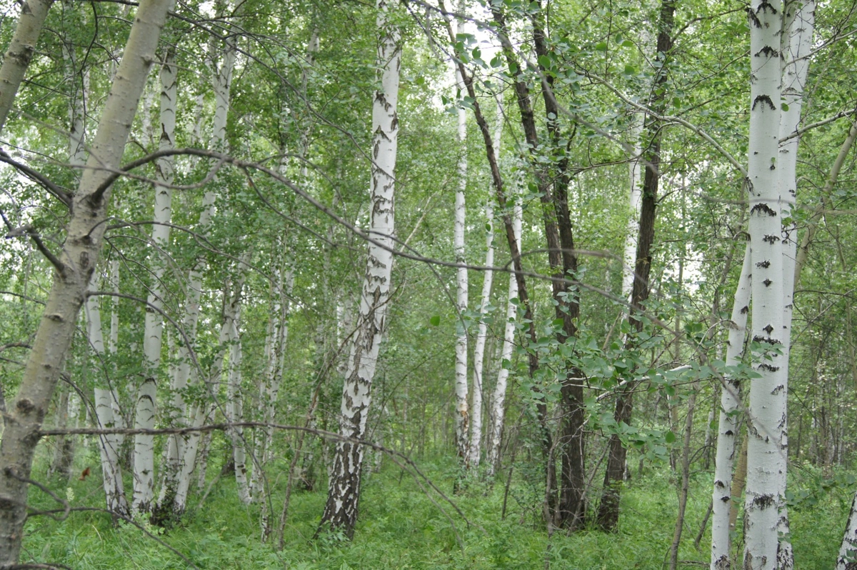 ы