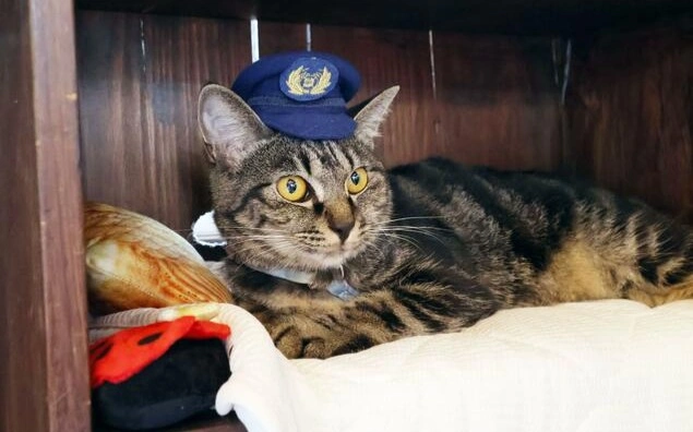 Cat stationmaster gives hope to struggling Japan railway to draw visitors