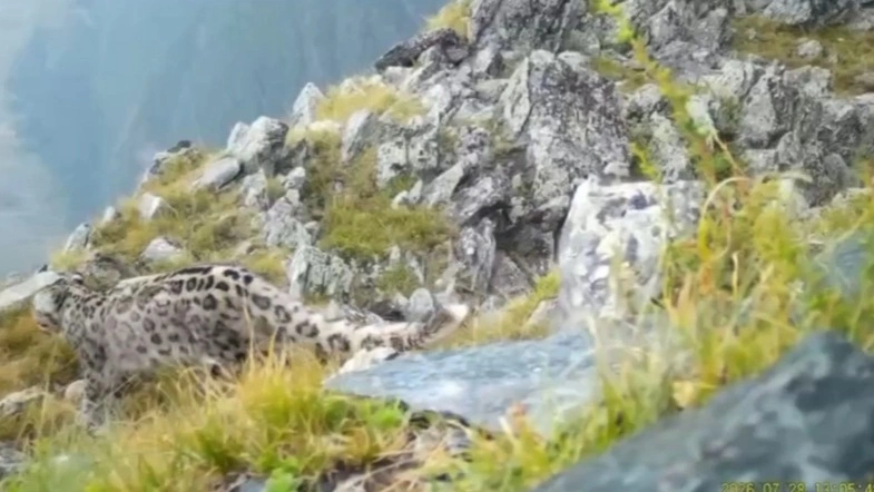 Snow leopard, Katon-Karagai