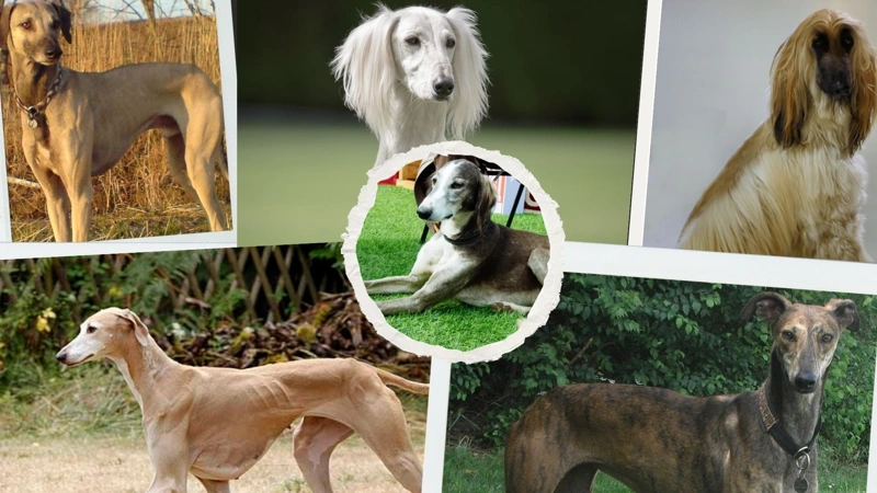 Tazy, dogs, Sighthound breeds