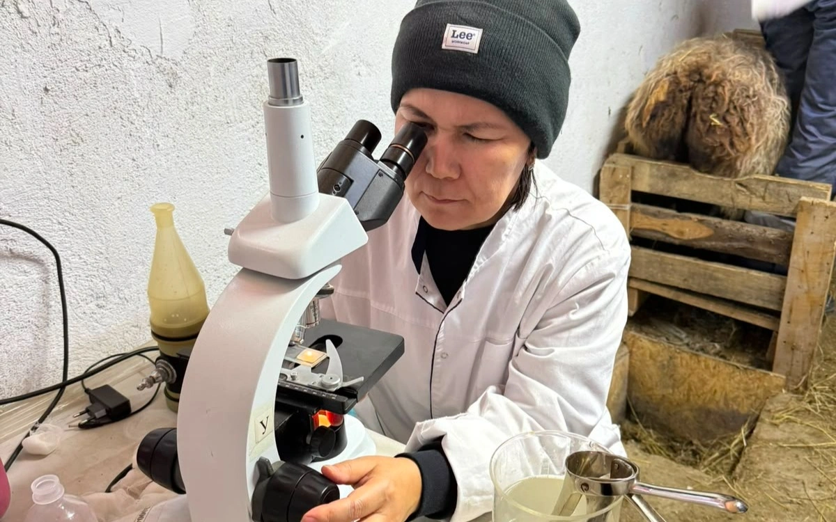 Асылтұқымды қой