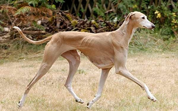 Azawakh