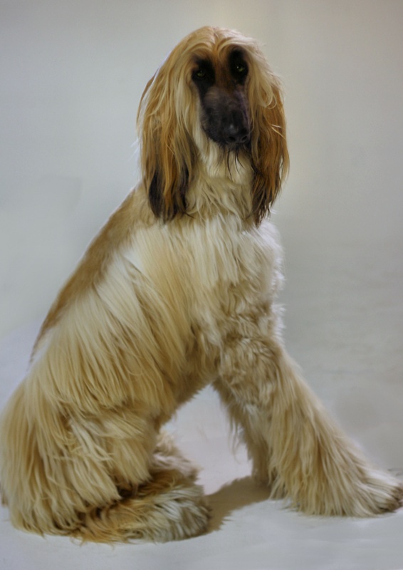 Afghan Hound