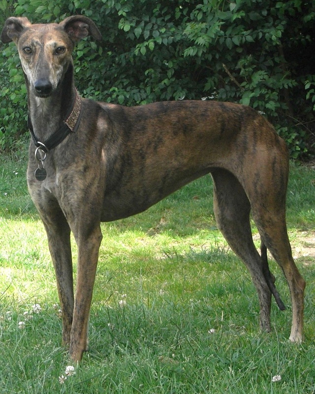 Spanish Greyhound