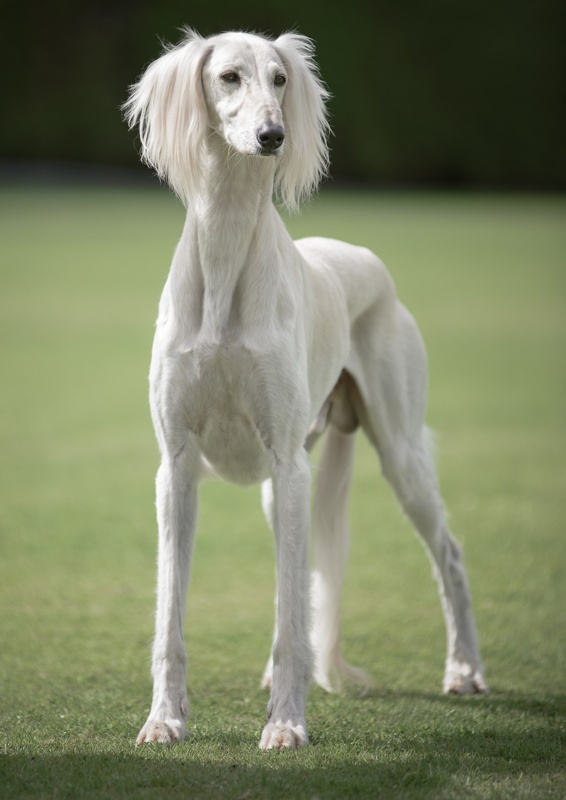 Saluki