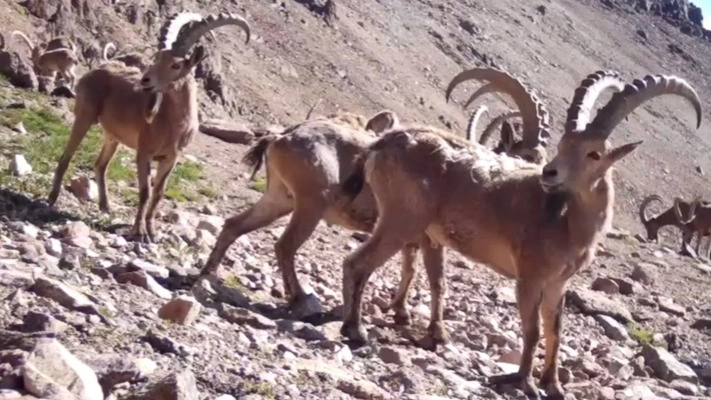 Herd of Siberian ibex spotted in Ile-Alatau National Park