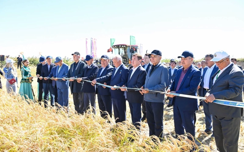 Сыр өңірінде күріш жинау науқанына алғашқы орақ түсті
