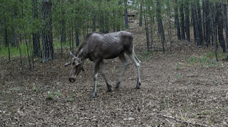 Qarqaraly ulttyq parkiniń fototuzaǵyna bulan ilikti 