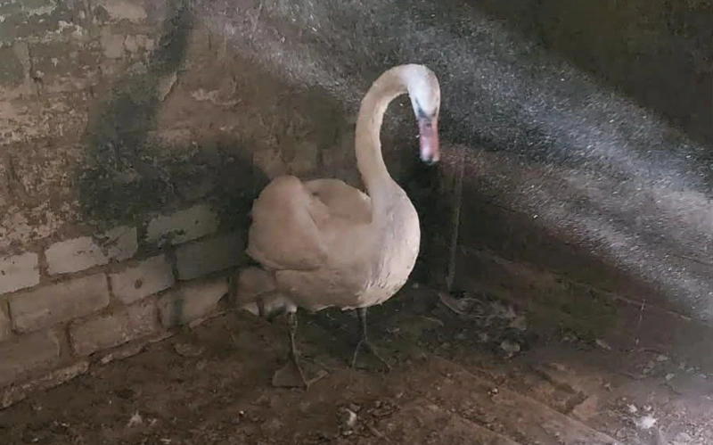 ф