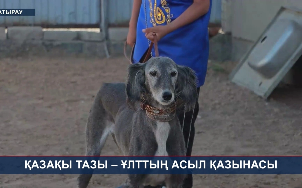 Семья из Атырау почти 100 лет разводит казахского тазы
