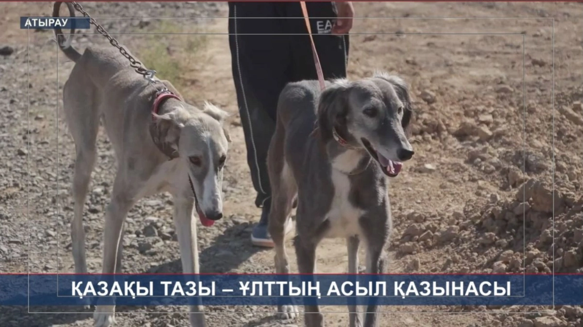 Атырауда Дүйсәлиевтер әулеті 100 жылдан бері тазы баптап келеді