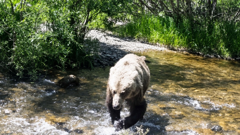 Фотоловушка зафиксировала бурого медведя в Маркакольском заповеднике