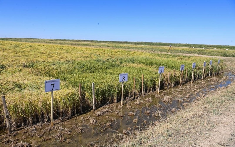 Rice harvesting campaign kicks off in Kyzylorda region