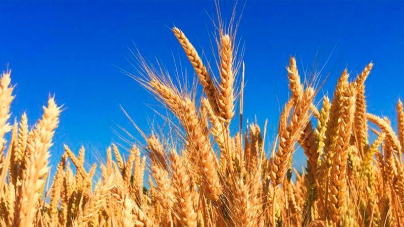 Kazakhstan harvests over 13 mln tons of grain