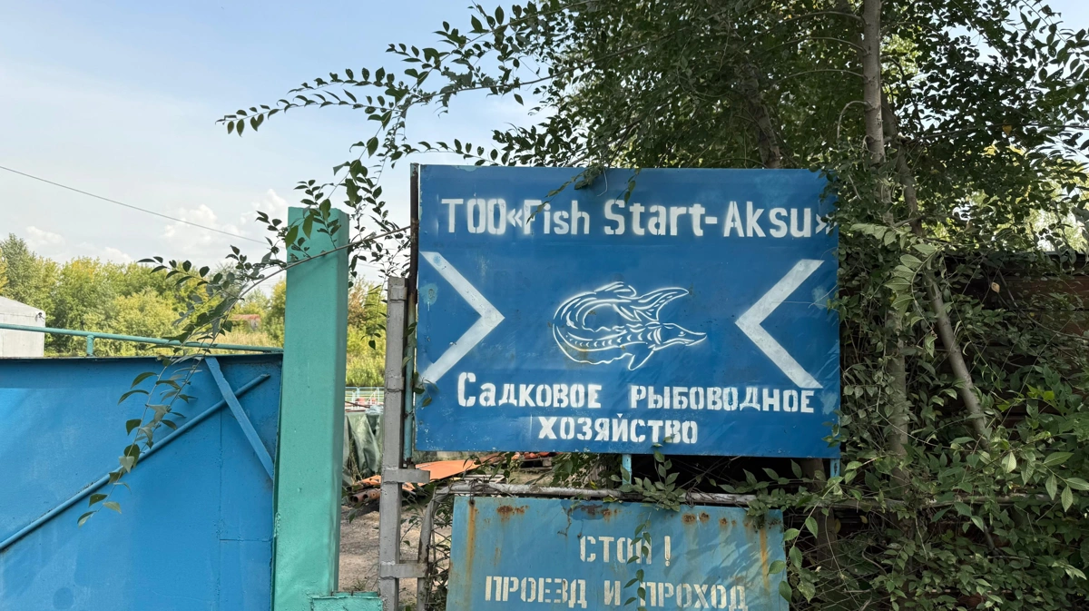Шығыстың ханбалығы Павлодарда қыстайды: Ертіс бойында балық өсірудің қиындығы мен артықшылығы қандай