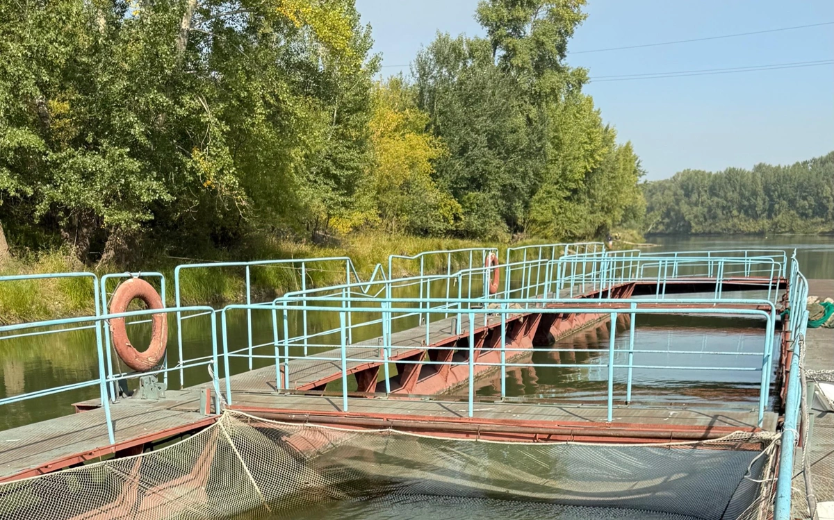 Шығыстың ханбалығы Павлодарда қыстайды: Ертіс бойында балық өсірудің қиындығы мен артықшылығы қандай