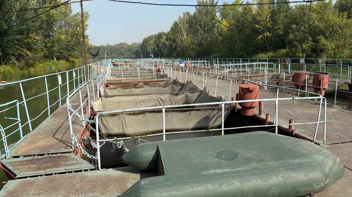 Шығыстың ханбалығы Павлодарда қыстайды: Ертіс бойында балық өсірудің қиындығы мен артықшылығы қандай