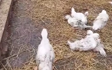 Около 14 тысяч домашних птиц погибло в селе Шаховское СКО