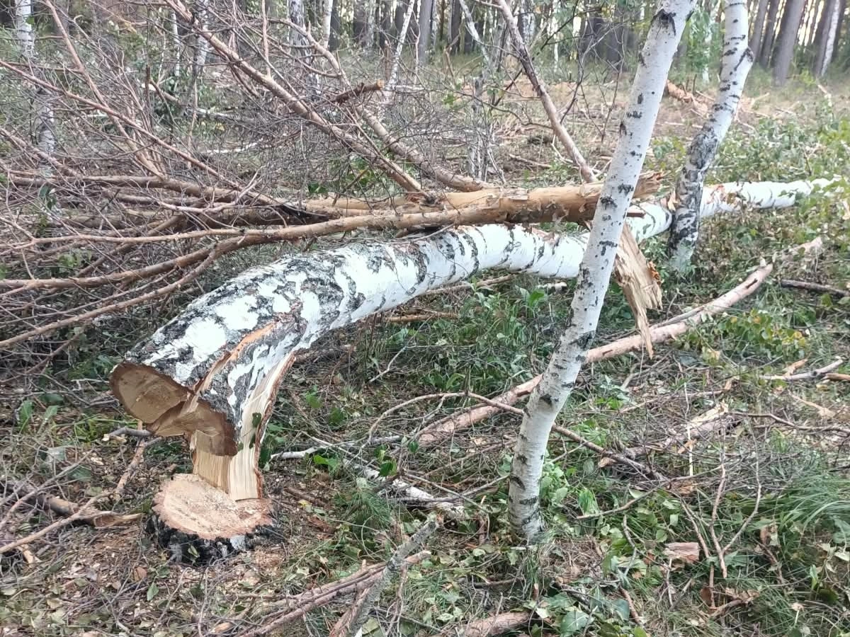 Незаконную вырубку более 500 деревьев расследуют в Акмолинской области