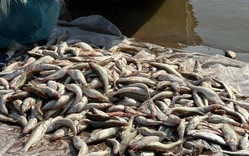 Более 260 килограммов рыбы изъяли у браконьеров на Шардаринском водохранилище