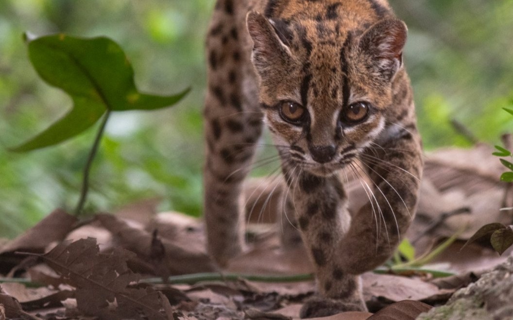 New wild cat species discovered in Bolivia after more than 100 years