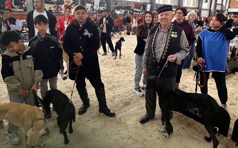 Best Kazakh Tazy dogs shine in Astana Best Kazakh Tazy dogs shine in Astana