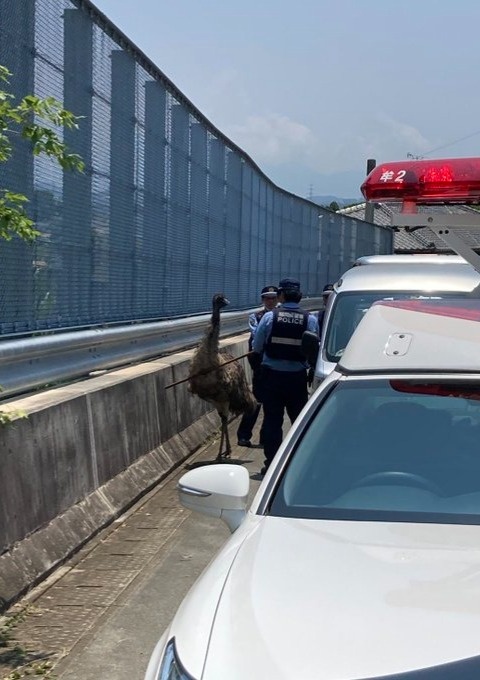From zoo to streets: Emu makes brief bid for freedom in Japan From zoo to streets: Emu makes brief bid for freedom in Japan