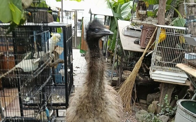 From zoo to streets: Emu makes brief bid for freedom in Japan