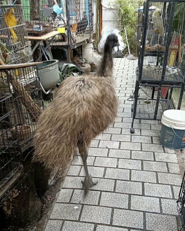 From zoo to streets: Emu makes brief bid for freedom in Japan From zoo to streets: Emu makes brief bid for freedom in Japan