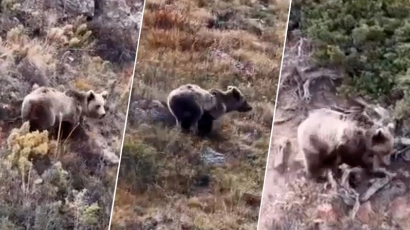 Brown bear caught on camera at Kolsay Lakes National Park