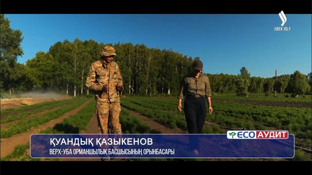ШҚО-да 2 млрд ағаш егу жоспары қалай орындалып жатыр