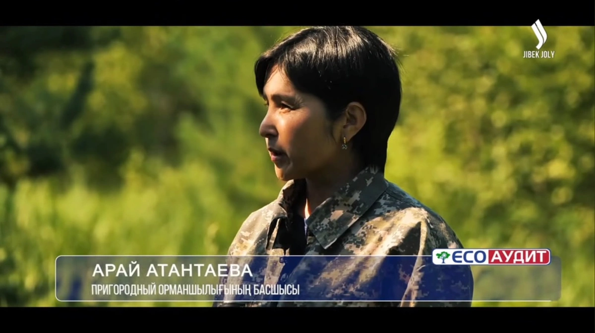 ШҚО-да 2 млрд ағаш егу жоспары қалай орындалып жатыр