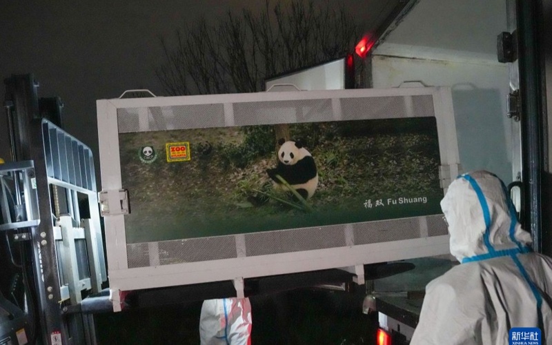 Pandas