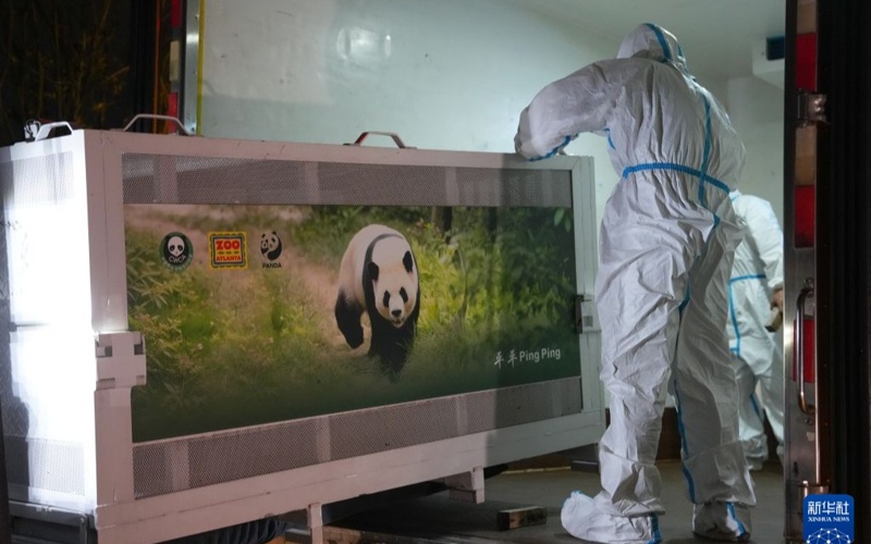 Pandas