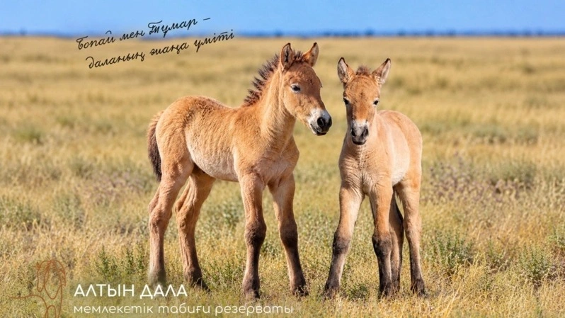 Kazakhstan names its first Przewalski’s horse foals