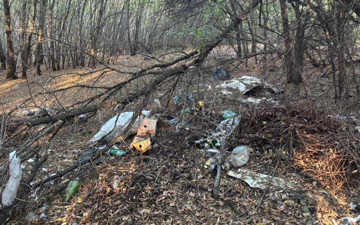 СҚО-дағы Бескөл маңындағы ормандарда қоқыс үйінділері пайда болған