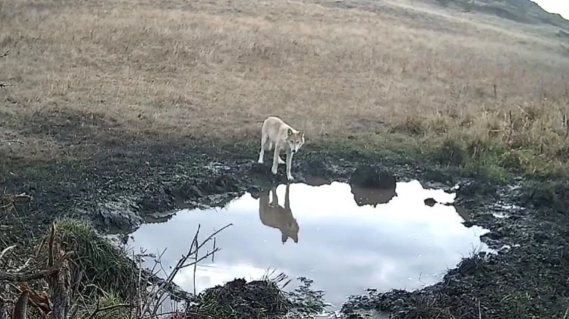 животные фотоловушка
