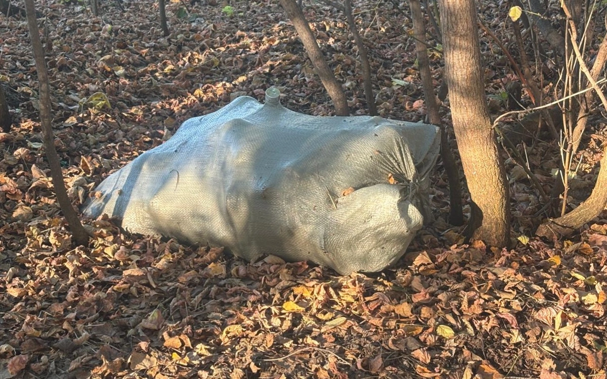 СҚО-дағы Бескөл маңындағы ормандарда қоқыс үйінділері пайда болған
