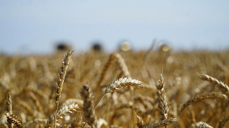 Kazakhstan exports over 15 mln tons of grain and flour