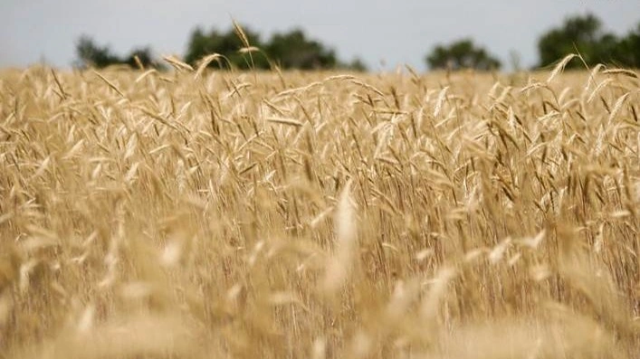 Tajikistan, grain, harvest