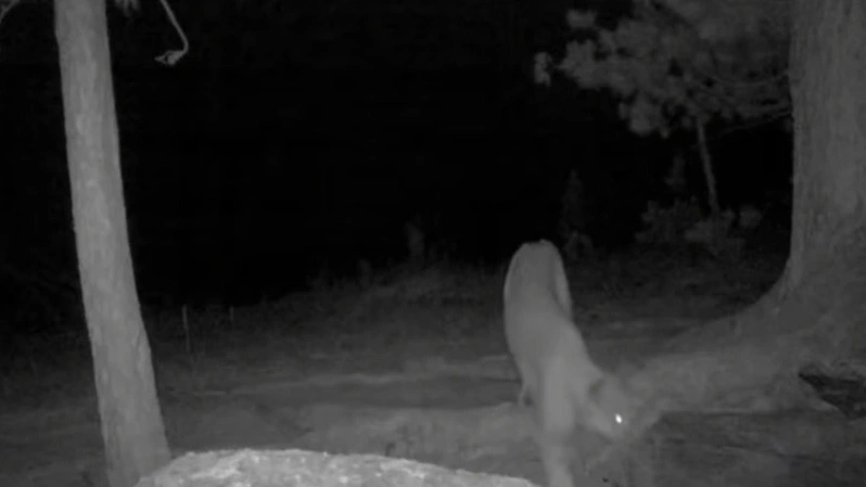 Rare lynx captured by camera trap in Katon-Karagai National Park