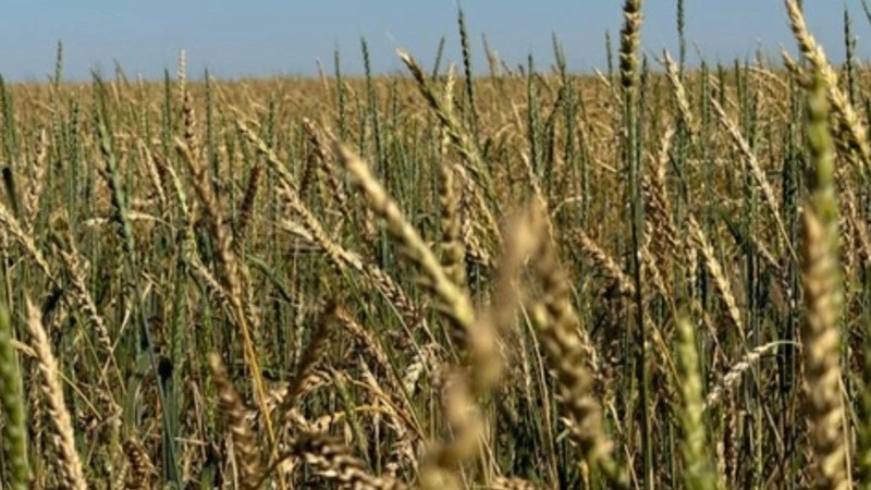 Kazakhstan ranks 11th globally in wheat production