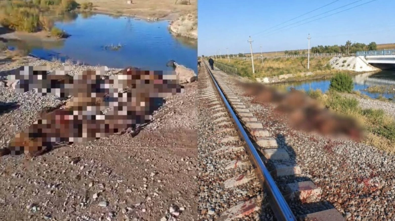 Грузовой поезд сбил 70 овец в Жамбылской области